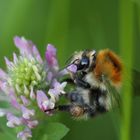 Hummel - Makroaufnahme auf der Wiese