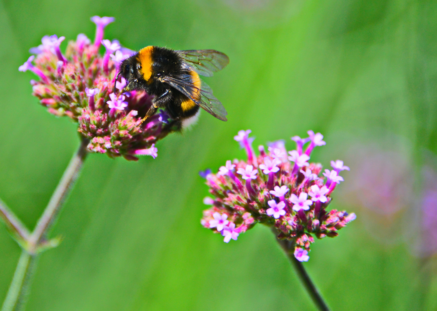 Hummel MAKROMOTIV