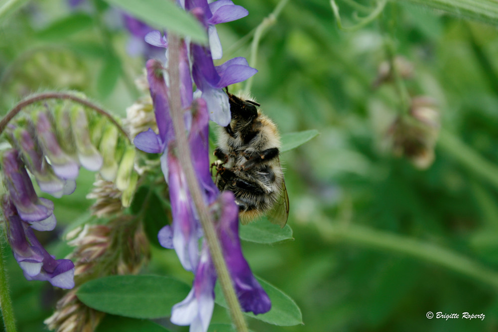 Hummel - mal von der anderen Seite