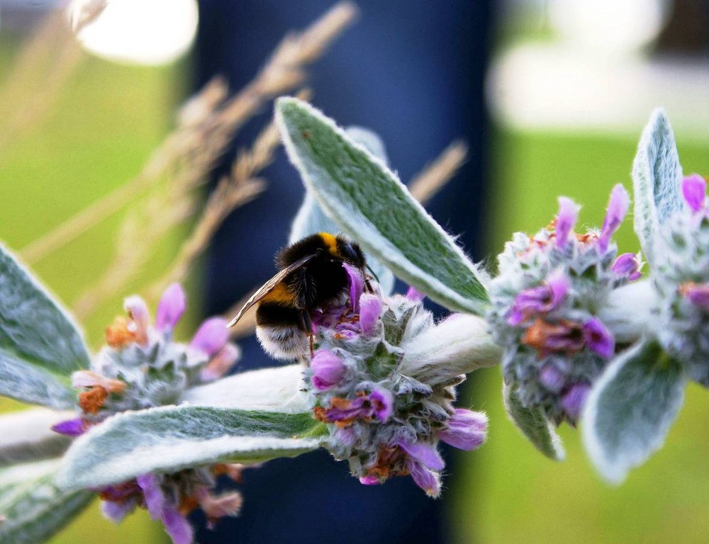 Hummel Mama oder Papa?