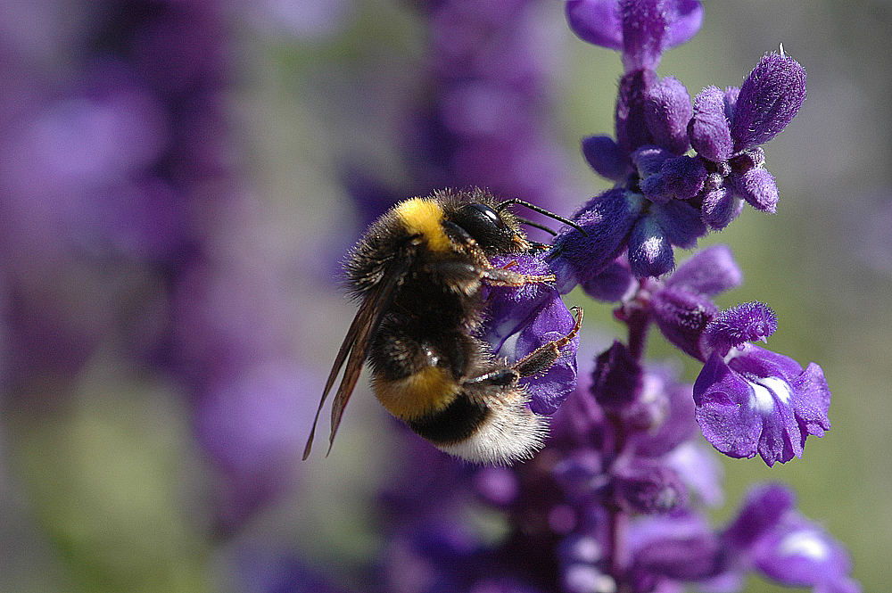 Hummel (...man sieht ich übe noch)