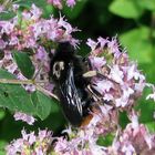 Hummel mit Abzeichen