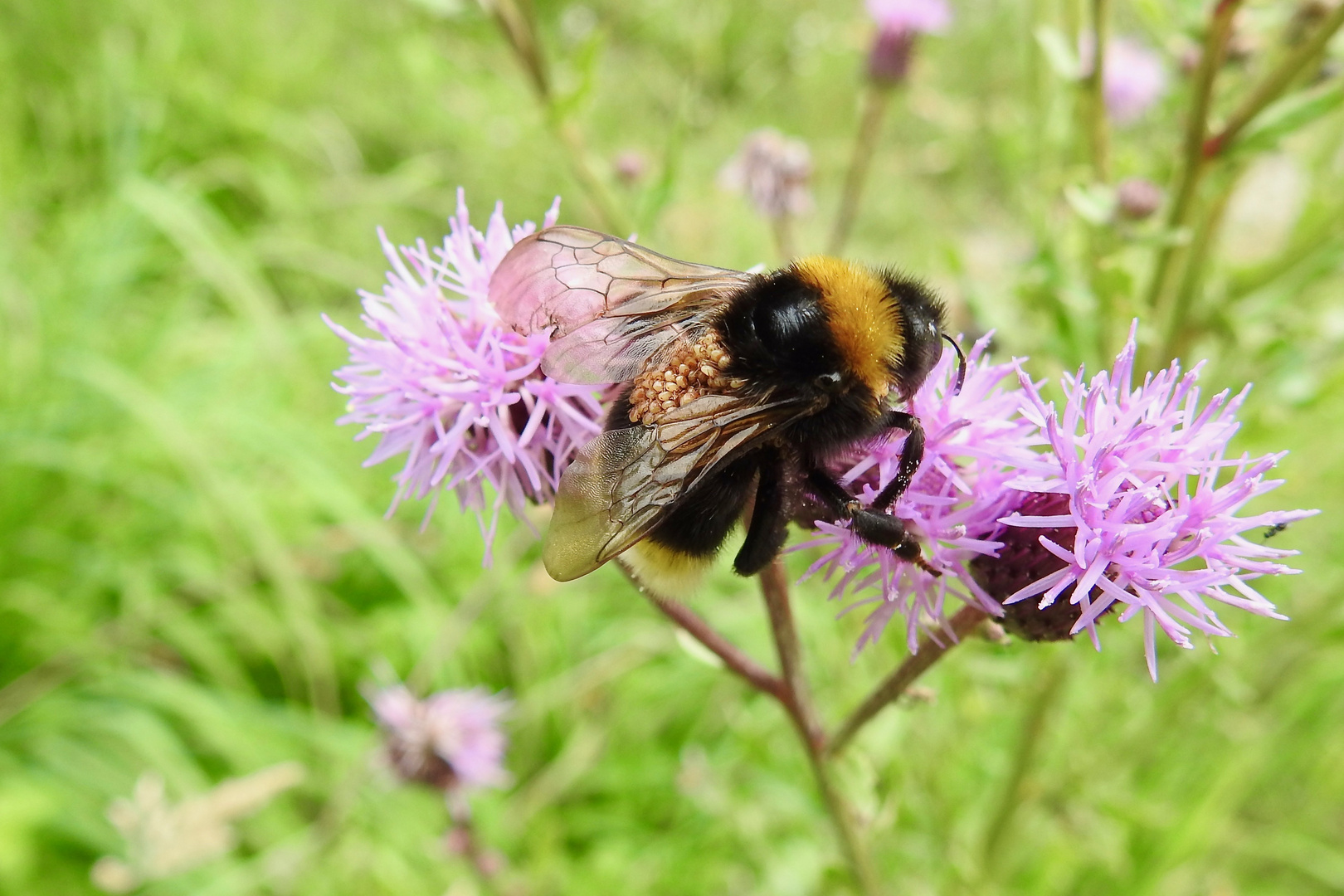 Hummel mit Anhang