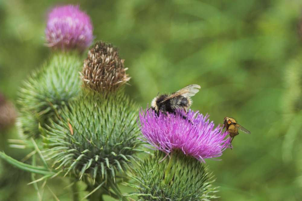 Hummel mit Austauschschülerin