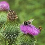 Hummel mit Austauschschülerin