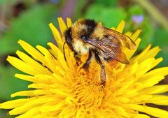 Hummel mit "Bärenfell"?!?