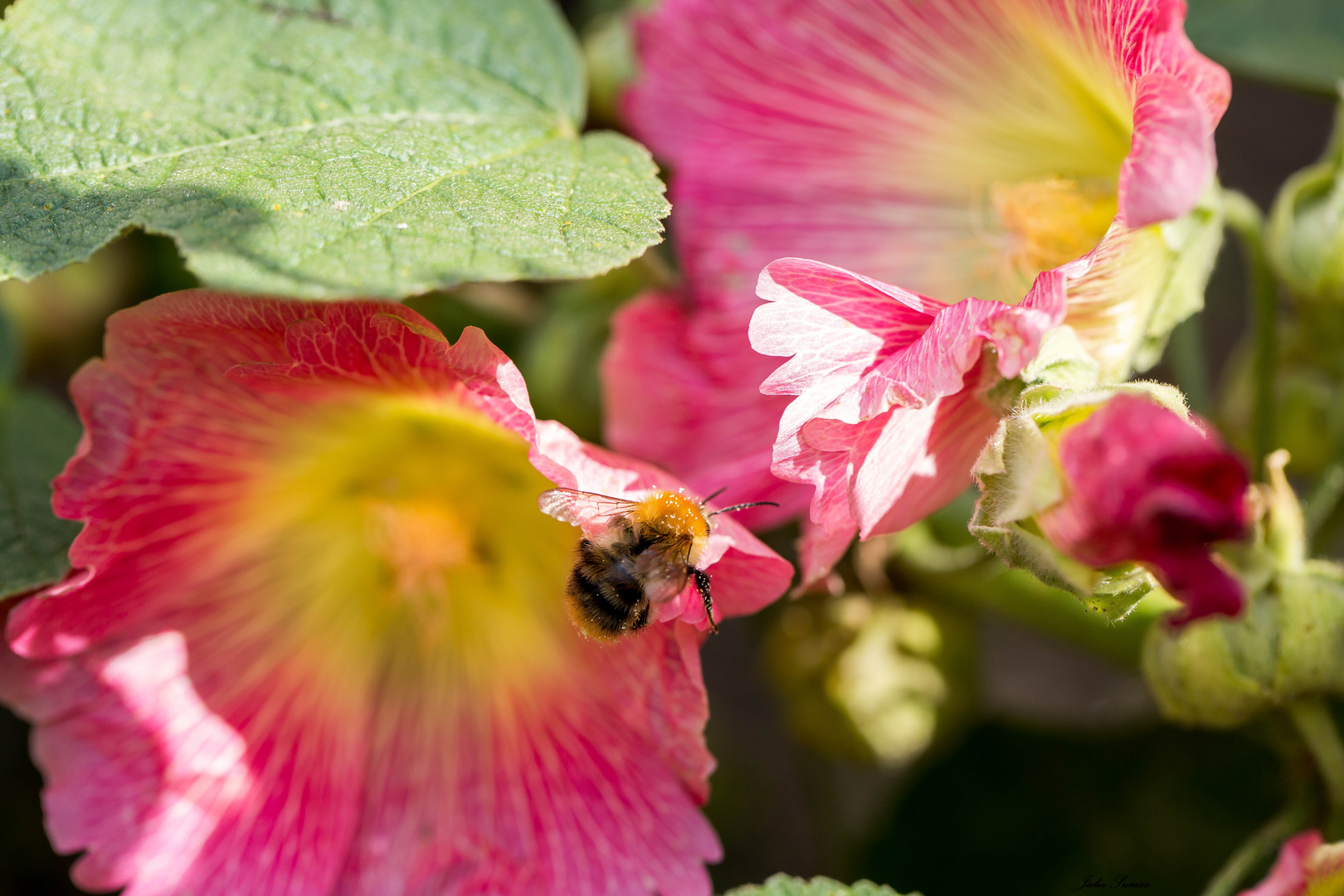 Hummel mit Bauernrosen