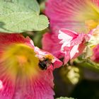 Hummel mit Bauernrosen