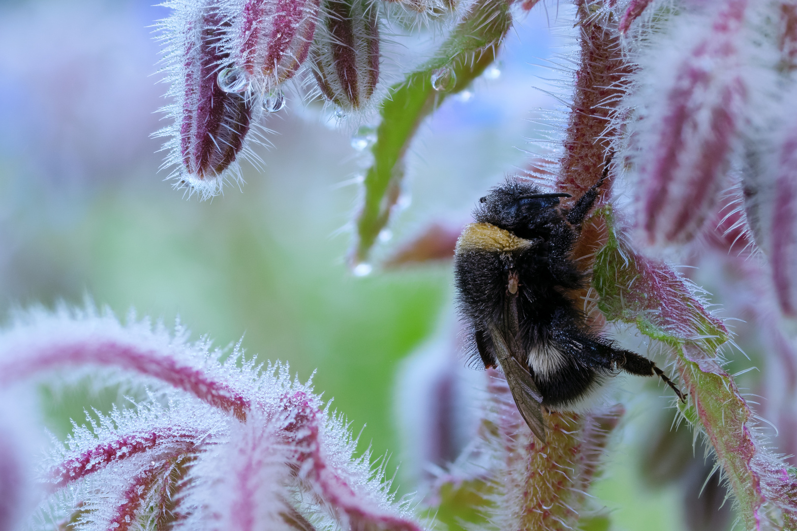 Hummel mit Besucher