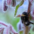 Hummel mit Besucher