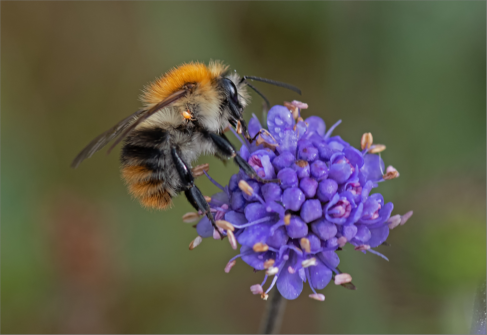 Hummel mit "Blindem Passagier"   . . .