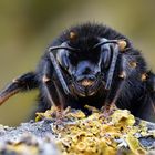 Hummel mit blinden Passagieren