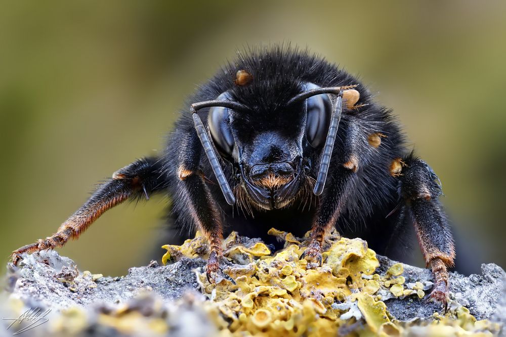 Hummel mit blinden Passagieren