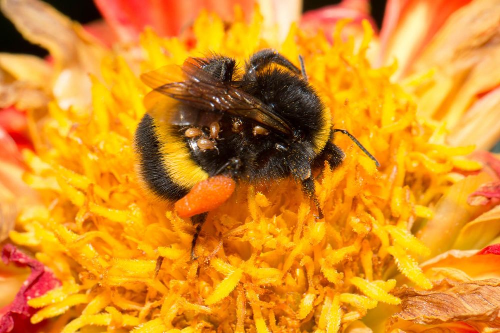 Hummel mit blinden Passagieren