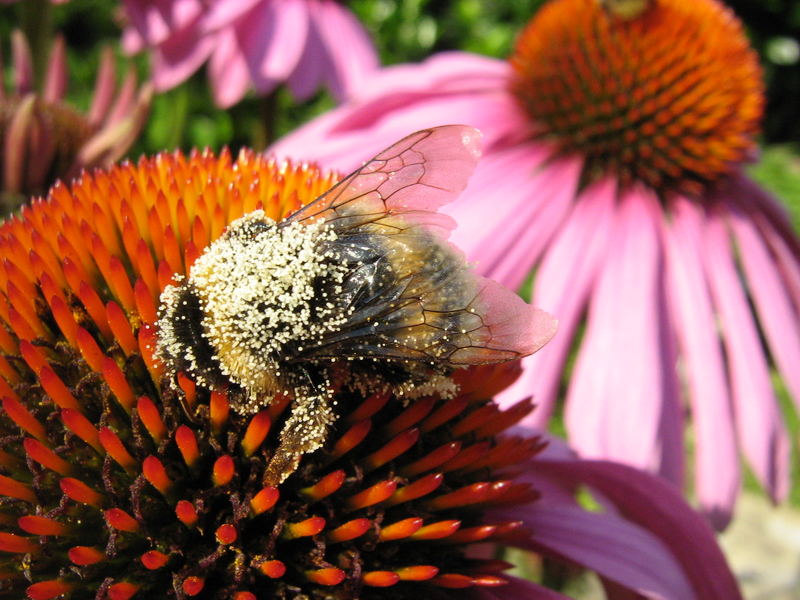 Hummel mit Blütenstaub