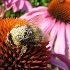 Hummel mit Blütenstaub