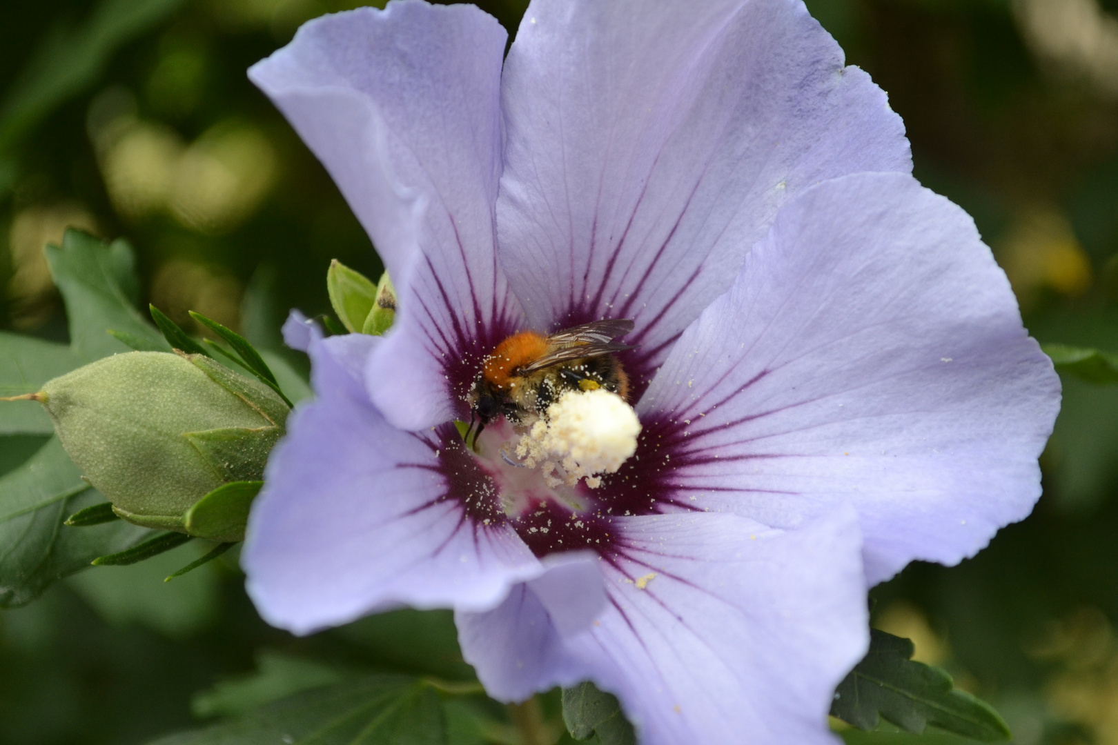 Hummel mit Blütenstaub