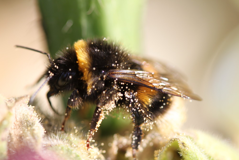 Hummel mit Blütenstaub bedeckt