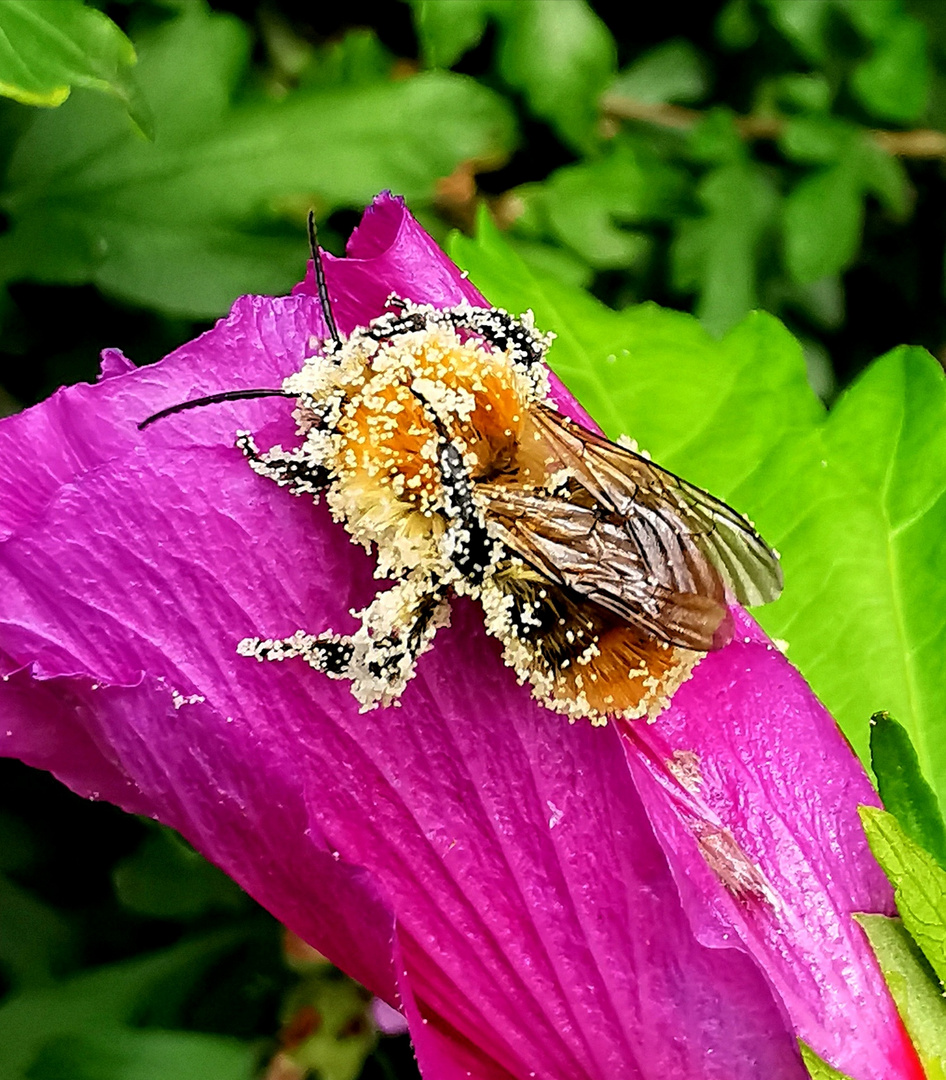 Hummel mit Blütenstaub beladen