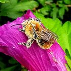 Hummel mit Blütenstaub beladen