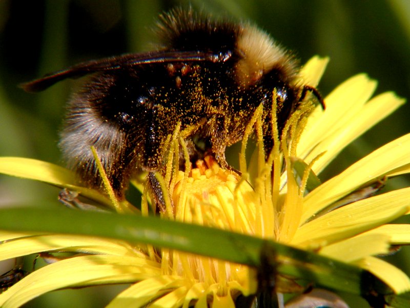 Hummel mit Blütenstaub