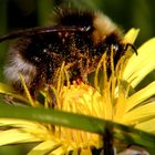 Hummel mit Blütenstaub