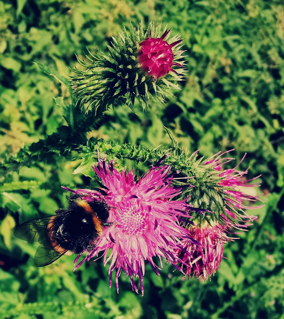 Hummel mit Blumen