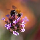 hummel mit bokeh