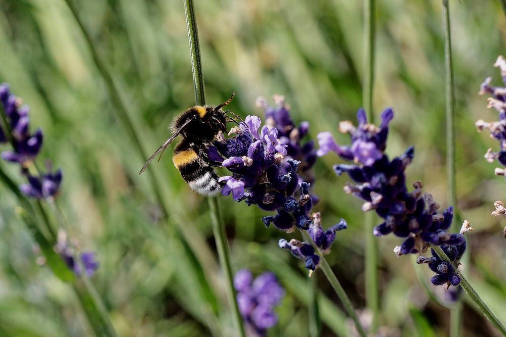 Hummel mit dem OLYMPUS M. Zuiko 40-150mm F2.8 Pro (kein spezielles Makroobjektiv!)