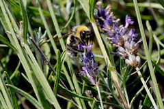 Hummel mit dem OLYMPUS M. Zuiko 40-150mm F2.8 Pro (kein spezielles Makroobjektiv!)