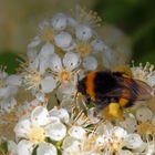 Hummel mit dicken Säcken