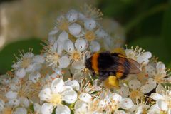 Hummel mit dicken Säcken