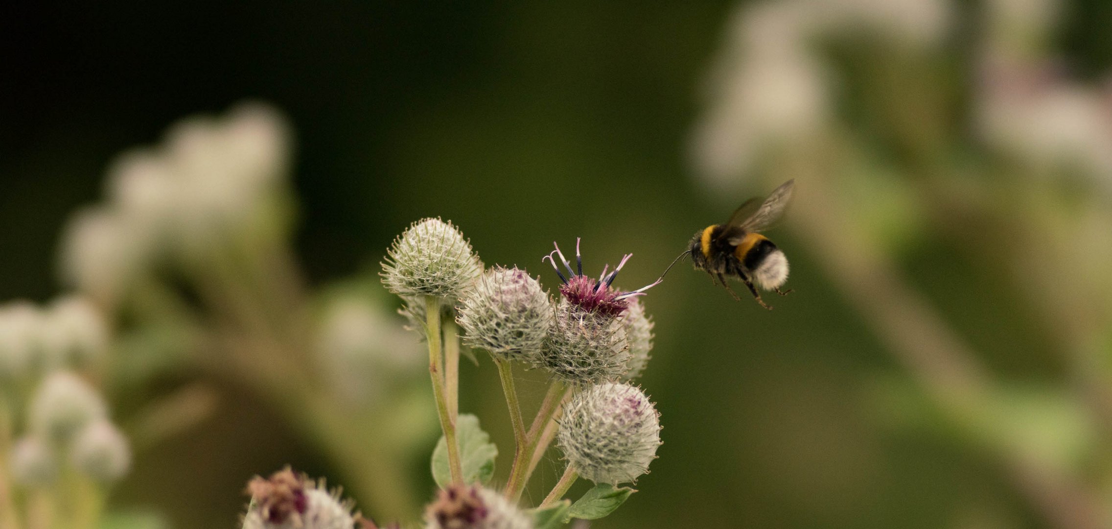 Hummel mit Distel