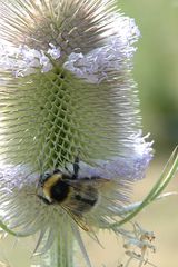 Hummel mit Distel