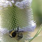 Hummel mit Distel