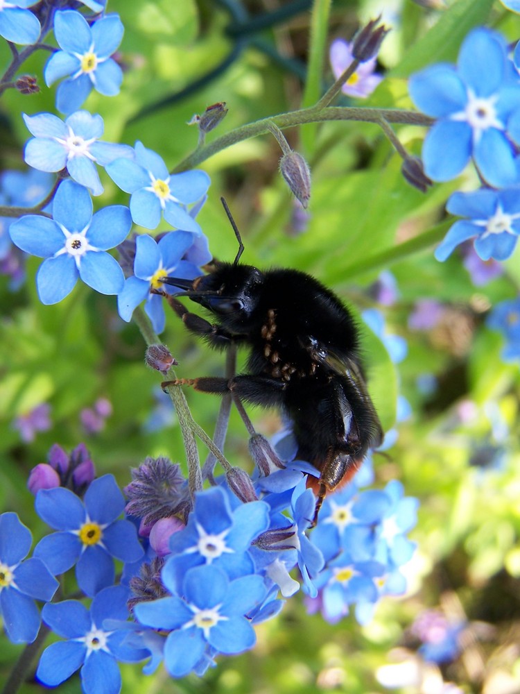 Hummel mit Fahrgästen?