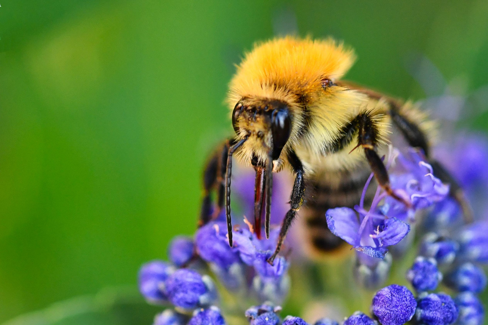 Hummel mit Gast..