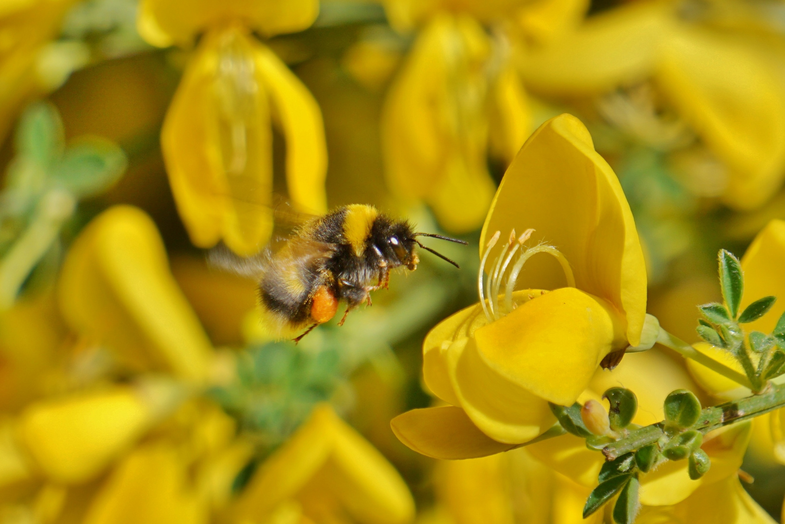 Hummel mit Ginsterblüte