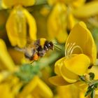 Hummel mit Ginsterblüte