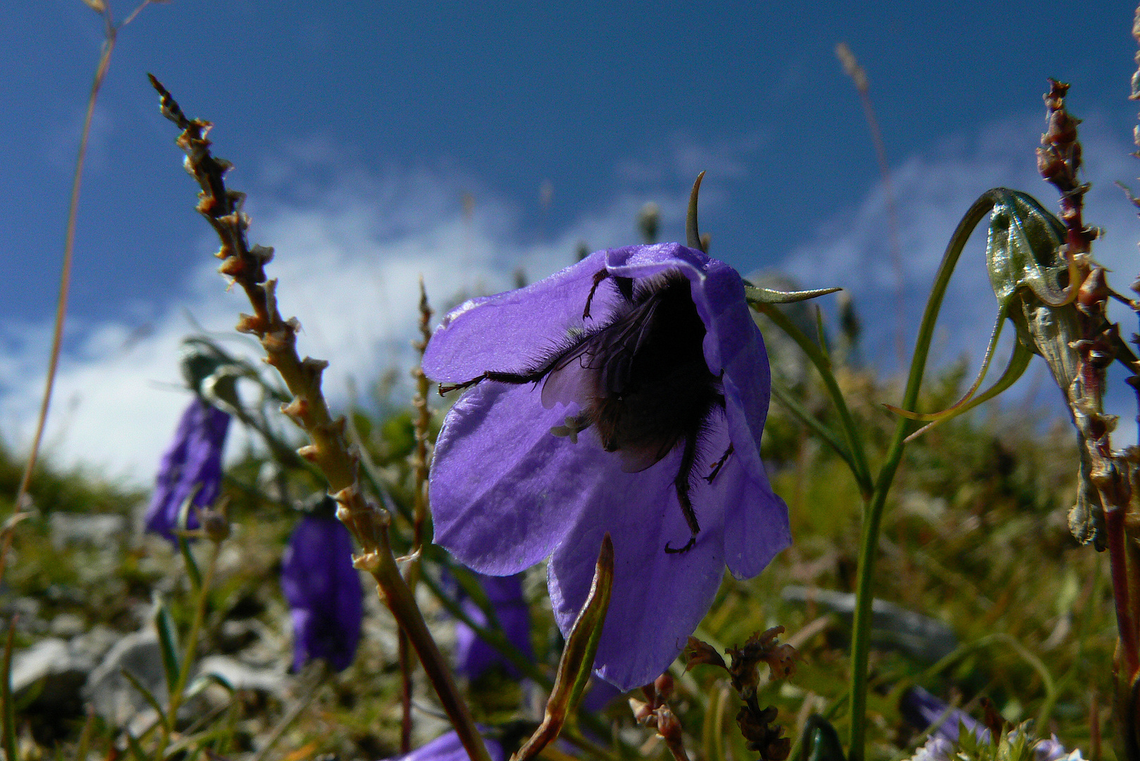 Hummel mit Hörnchen