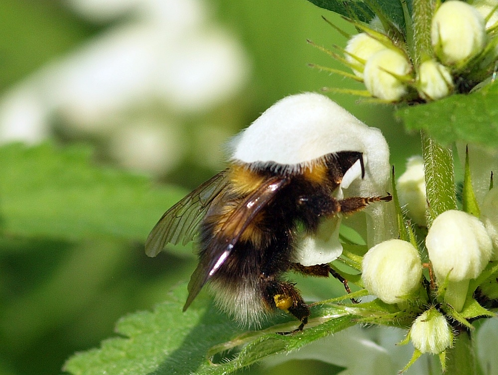 Hummel mit Hut