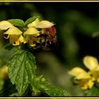 Hummel mit Hut