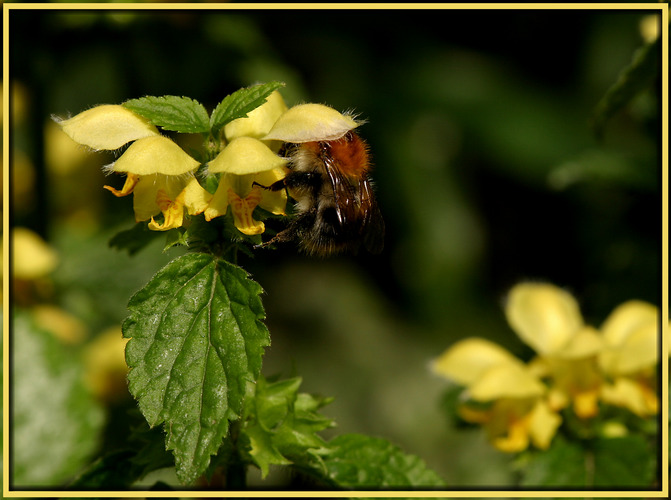 Hummel mit Hut