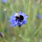 Hummel mit Kornblume