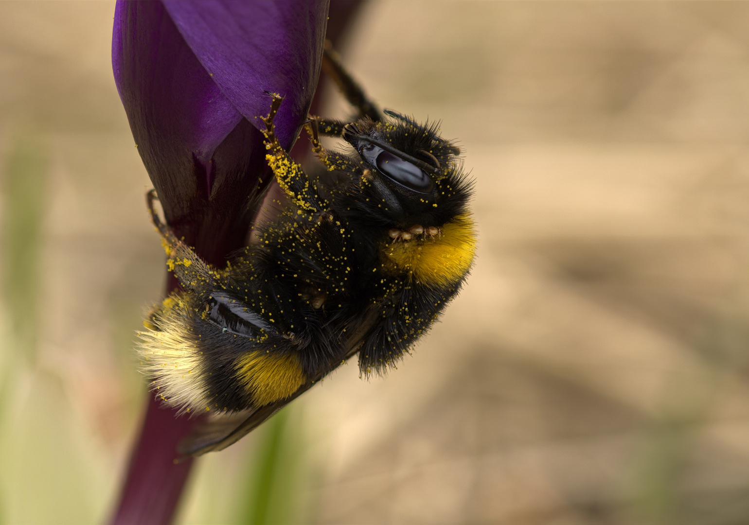 Hummel mit Läuse