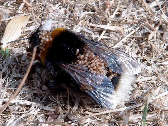 Hummel mit Läusen