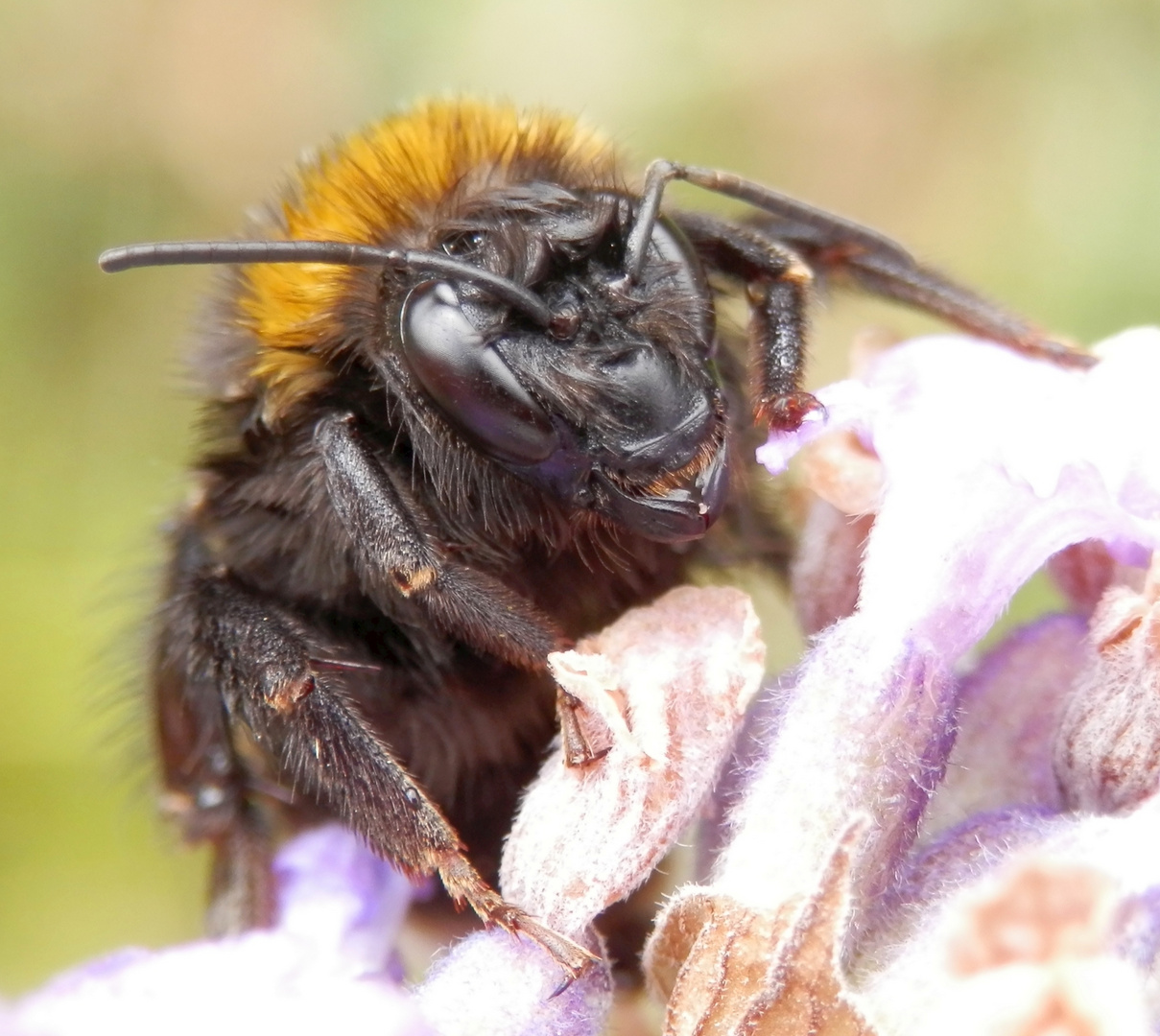 Hummel mit Löwenmähne und Haare auf den Zähnen