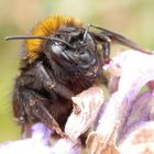 Hummel mit Löwenmähne und Haare auf den Zähnen