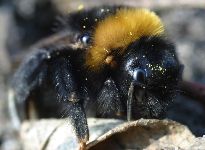 Hummel mit Milbe