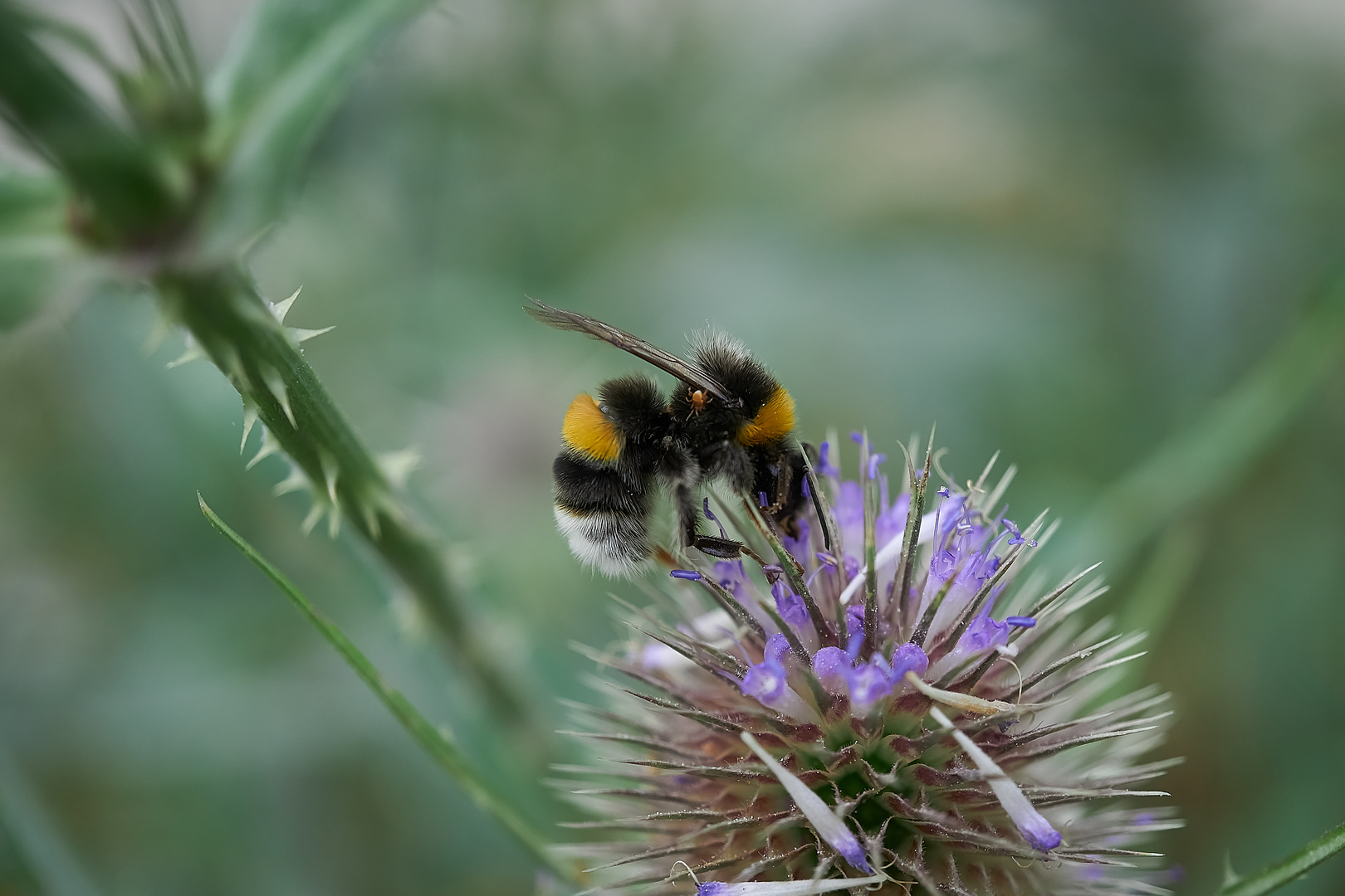 Hummel mit Minispinne